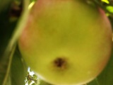 An Apple A Day…